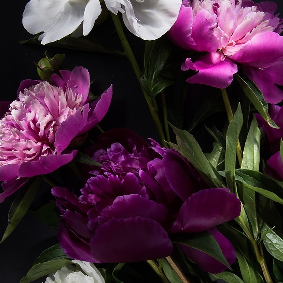 Meet your Posher, Carina - Picture 11 of 12